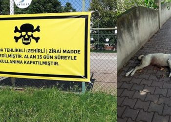 Antalya'daki köpek ölümlerine mahalleli çare arıyor