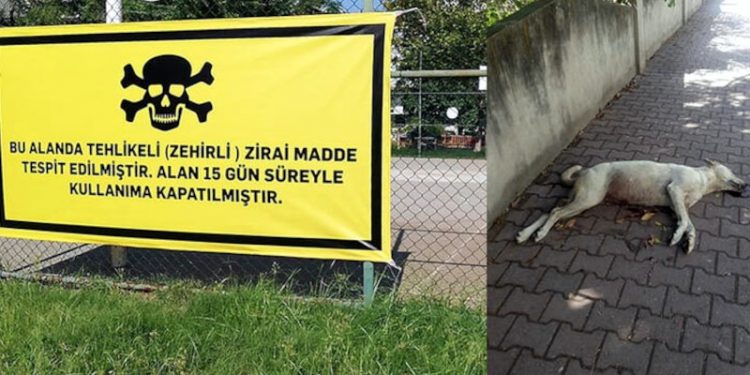 Antalya'daki köpek ölümlerine mahalleli çare arıyor