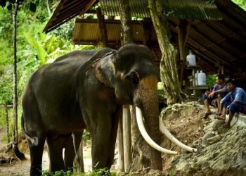 Aşırı sıcaklarda zorla çalıştırılan bir fil, cinnet geçirip bakıcısını parçaladı