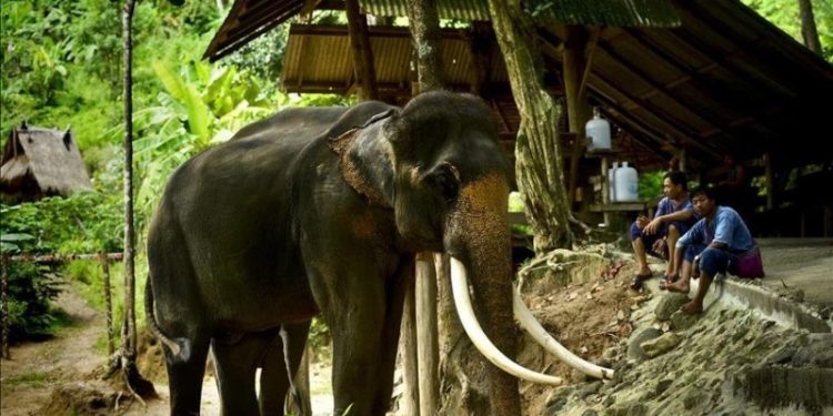 Aşırı sıcaklarda zorla çalıştırılan bir fil, cinnet geçirip bakıcısını parçaladı