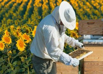 Bal fiyatları en az ikiye katlanacak