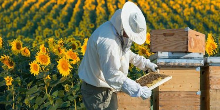 Bal fiyatları en az ikiye katlanacak