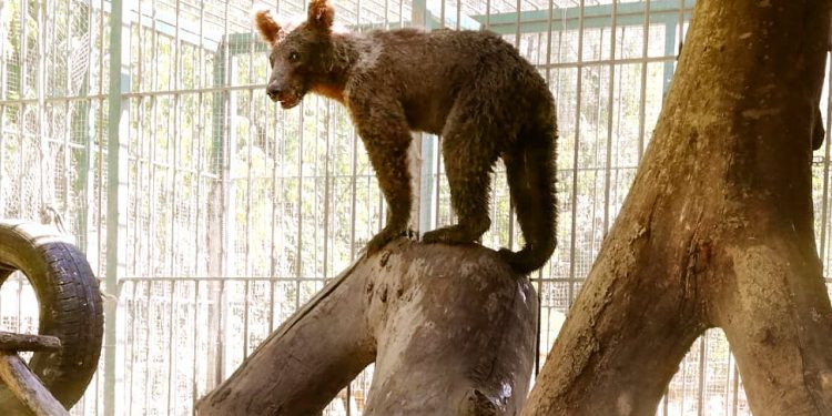 Baldan zehirlenen yavru ayıya ‘Balkız’ adı verildi; sağlık durumu iyi