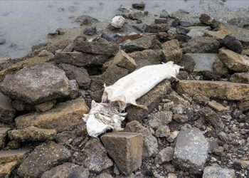 California'da zehirlenmiş binlerce balık sahillere vurdu