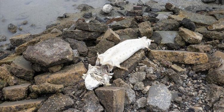 California'da zehirlenmiş binlerce balık sahillere vurdu