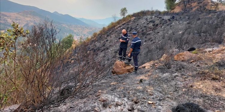 Cezayir'deki orman yangınlarında ölü sayısı 31'e yükseldi