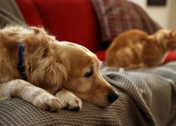 DSÖ: Maymun çiçeği virüsü ilk kez bir insandan evcil hayvana geçti