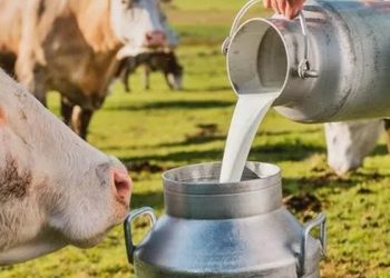 Damızlık hayvanlar kesime gönderiliyor, süte yeni zam yolda