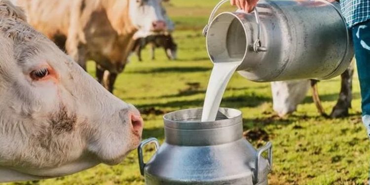 Damızlık hayvanlar kesime gönderiliyor, süte yeni zam yolda