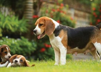 Deneylerde kullanılıyorlardı! 4 bin beagle cinsi köpek kurtarıldı