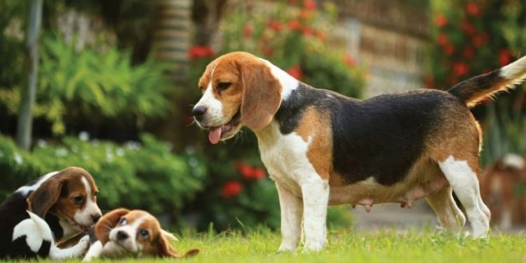 Deneylerde kullanılıyorlardı! 4 bin beagle cinsi köpek kurtarıldı