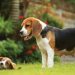 Deneylerde kullanılıyorlardı! 4 bin beagle cinsi köpek kurtarıldı