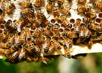 Dünya Bal Arısı Günü: Kendi yaptıkları bal, arılara sağlık katıyor