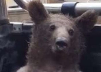 Düzce’de acı bal yiyen ayı bayıldı