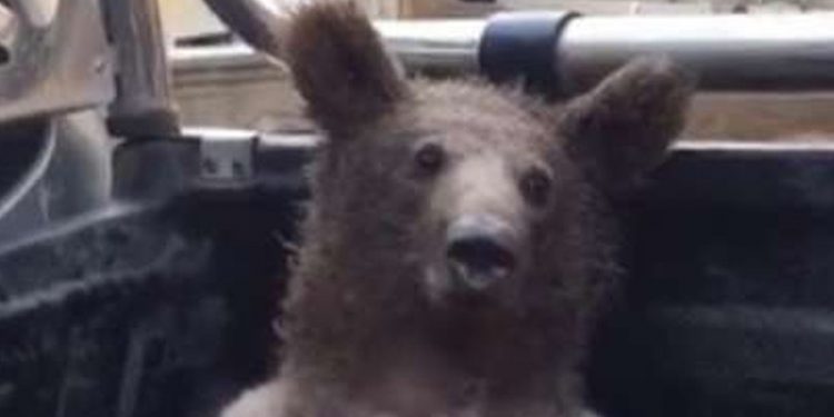 Düzce’de acı bal yiyen ayı bayıldı