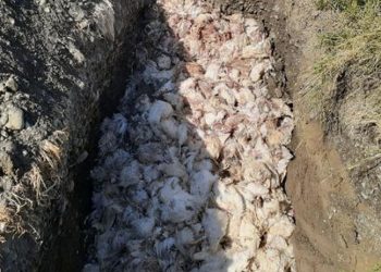 Elektriği kesilen çiftlikteki 2 bin 450 tavuk öldü