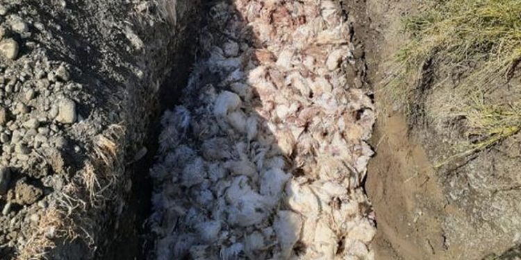 Elektriği kesilen çiftlikteki 2 bin 450 tavuk öldü