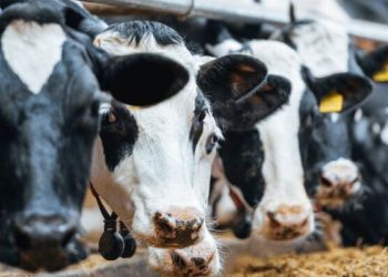 Et ve süt üreticileri kaygılı: Geri dönülmez yoldayız, üretim tehlikede