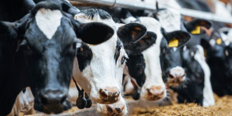 Et ve süt üreticileri kaygılı: Geri dönülmez yoldayız, üretim tehlikede