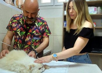 Evcil hayvanlarda 'böcek ısırması ve sokma' uyarısı: Ölümle sonuçlanabilir