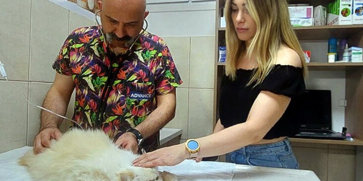 Evcil hayvanlarda 'böcek ısırması ve sokma' uyarısı: Ölümle sonuçlanabilir