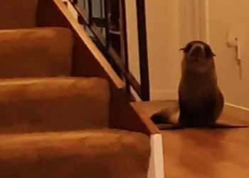 Fok balığı eve girdi, kediyi travmatize etti ve kanepede takıldı