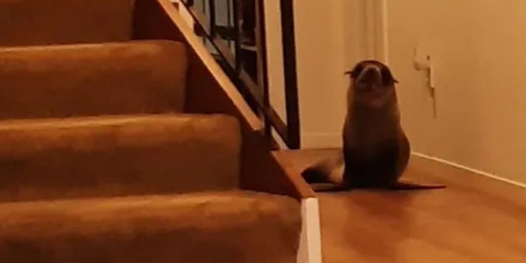 Fok balığı eve girdi, kediyi travmatize etti ve kanepede takıldı