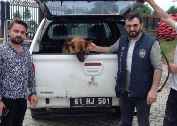 Gençlere biber gazı sıkan bekçiyi ısıran köpek 2 gün gözaltında tutuldu