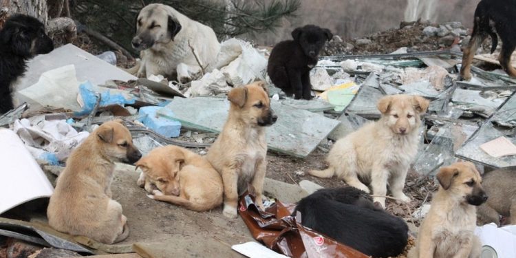 Havrita’ya erişim engeli getirildi