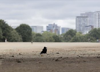 İngiltere'nin güney, orta ve doğu bölgelerinde kuraklık ilan edildi