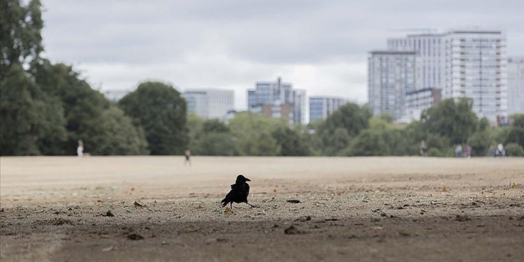 İngiltere'nin güney, orta ve doğu bölgelerinde kuraklık ilan edildi