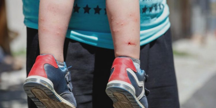 İstanbul'da 'Aedes' türü sivrisinek tehdidi