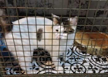 İstanbul'da dehşet: Evinde beslediği kediyi katletmek istediği anları kayda aldı