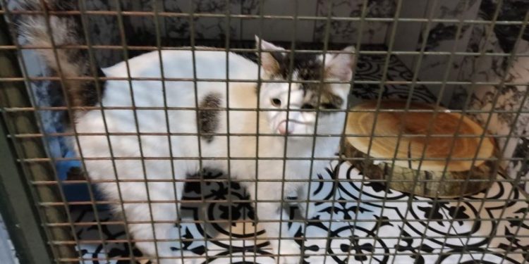 İstanbul'da dehşet: Evinde beslediği kediyi katletmek istediği anları kayda aldı