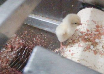 İtalya'da erkek civcivlerin öldürülmesi yasaklandı