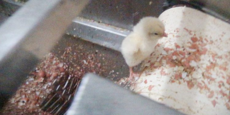 İtalya'da erkek civcivlerin öldürülmesi yasaklandı