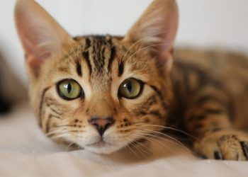 Kedi videoları çeken vlogger kızını 'doğru yola' çekmeye çalışan yaşlı kadın televizyona çıkıp yalvardı