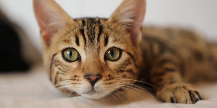 Kedi videoları çeken vlogger kızını 'doğru yola' çekmeye çalışan yaşlı kadın televizyona çıkıp yalvardı