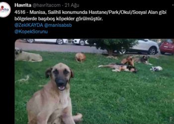 Köpek katliamlarından sorumlu tutuluyordu; Havrita’ya erişim engeli