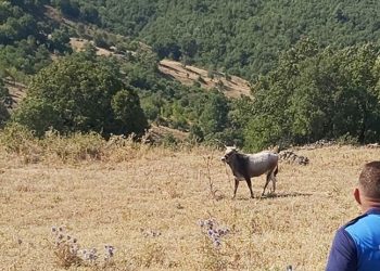 Kurban Bayramı'nda kaçan boğa bugün bulundu: Boğaya Ahbap Derneği talip oldu