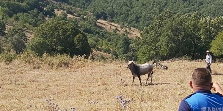 Kurban Bayramı'nda kaçan boğa bugün bulundu: Boğaya Ahbap Derneği talip oldu