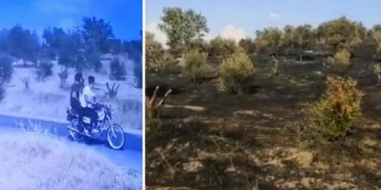 Matematik Köyü’nün zeytinlik arazisi kundaklandı