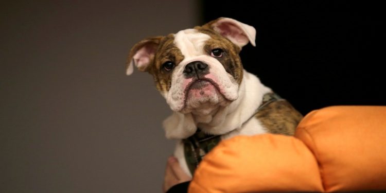 Maymun çiçeği ilk kez köpeklerde görüldü