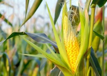 Mısırda da alım fiyatı beklentinin altında kaldı