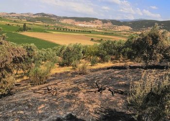 Nesin Vakfı’nın zeytinliklerini kundaklayanlar serbest