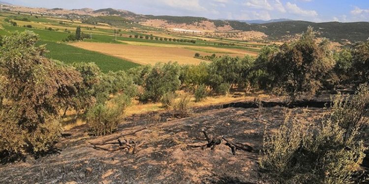 Nesin Vakfı’nın zeytinliklerini kundaklayanlar serbest