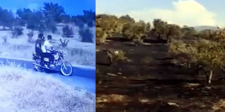 Nesin Vakfı’nın zeytinliklerini kundaklayanlar serbest bırakıldı