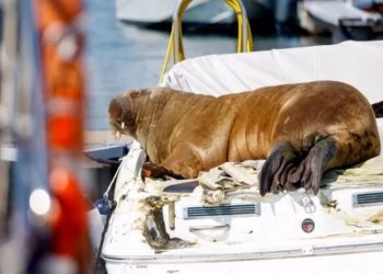 Norveç'in ünlü deniz aygırı 'halk güvenliği' gerekçesiyle uyutuldu