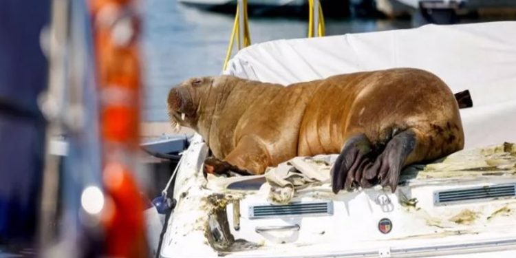 Norveç'in ünlü deniz aygırı 'halk güvenliği' gerekçesiyle uyutuldu