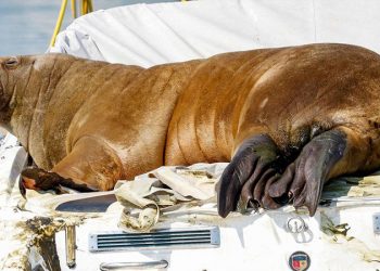 Norveç'te deniz aygırı Freya'nın öldürülmesine çevrecilerden tepki: Freya kimseye bir şey yapmadı!